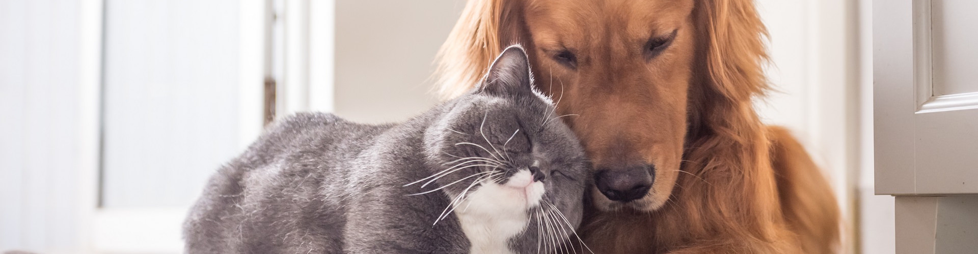 Hund und Katze als Freunde – Cremare