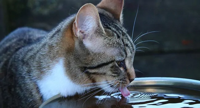 Katze trinkt Wasser aus einer Schale – Cremare