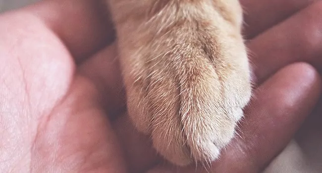 Katzenpfote auf Menschenhand – Cremare