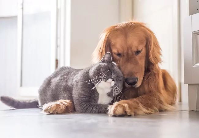 Hund und Katze als Freunde – Cremare