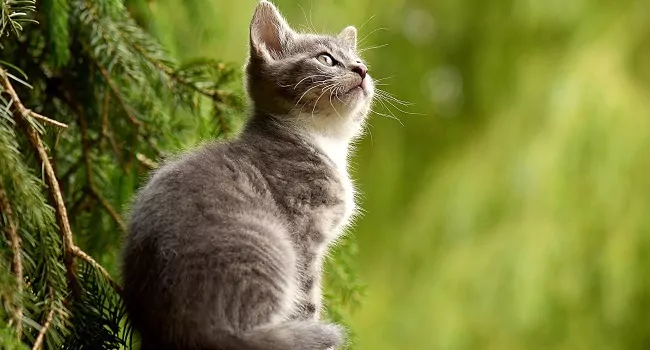 Kleine Katze in der Natur – Cremare