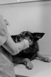 Hund beim Tierarzt, fotografiert in schwarz und weiß