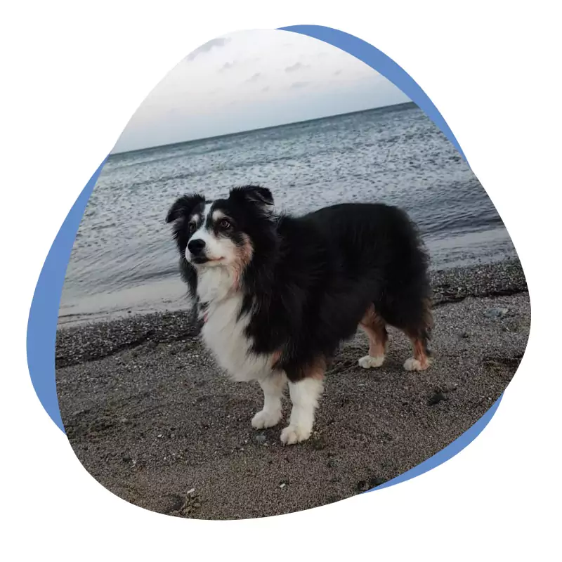 Schwarz weiß brauner Hund am Strand