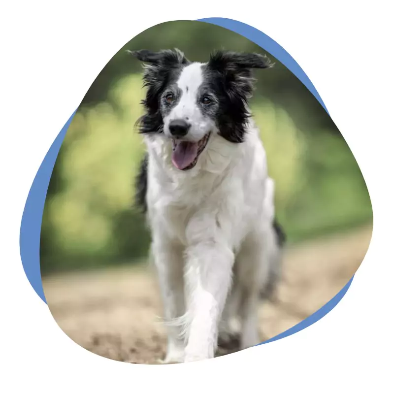 Schwarz weißer Hund schaut in die Kamera