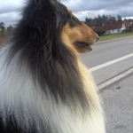 Gedenkbild
