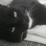 Gedenkbild