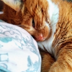 Gedenkbild