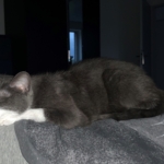 Gedenkbild