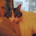 Gedenkbild