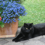 Gedenkbild