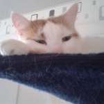 Gedenkbild