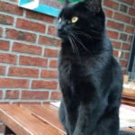 Gedenkbild
