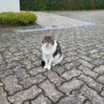 Gedenkbild