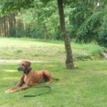 Gedenkbild