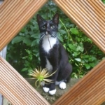 Gedenkbild