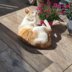 Gedenkbild