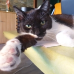 Gedenkbild