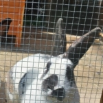 Gedenkbild