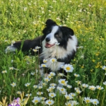 Gedenkbild