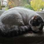 Gedenkbild