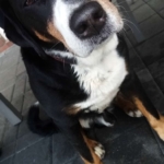 Gedenkbild