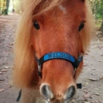 Gedenkbild
