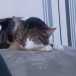 Gedenkbild