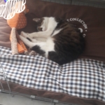 Gedenkbild