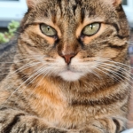 Gedenkbild