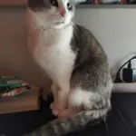 Gedenkbild