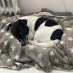 Gedenkbild