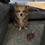 Gedenkbild