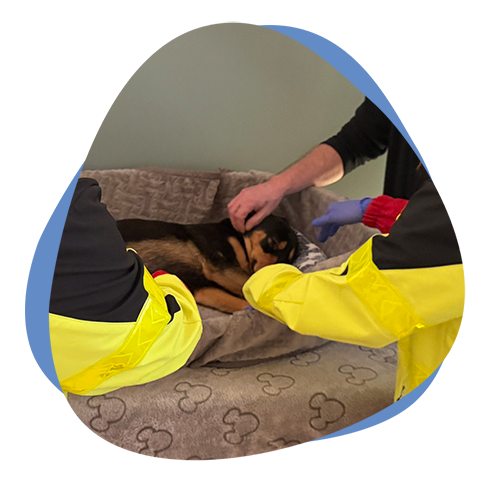 Ein Hund liegt in einem Körbchen und wird gestreichelt