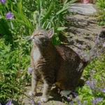 Gedenkbild