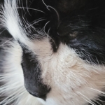 Gedenkbild